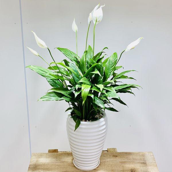 観葉植物 おしゃれ スパティフィラム ホワイト 2陶器鉢 丸い受皿付 配送員設置