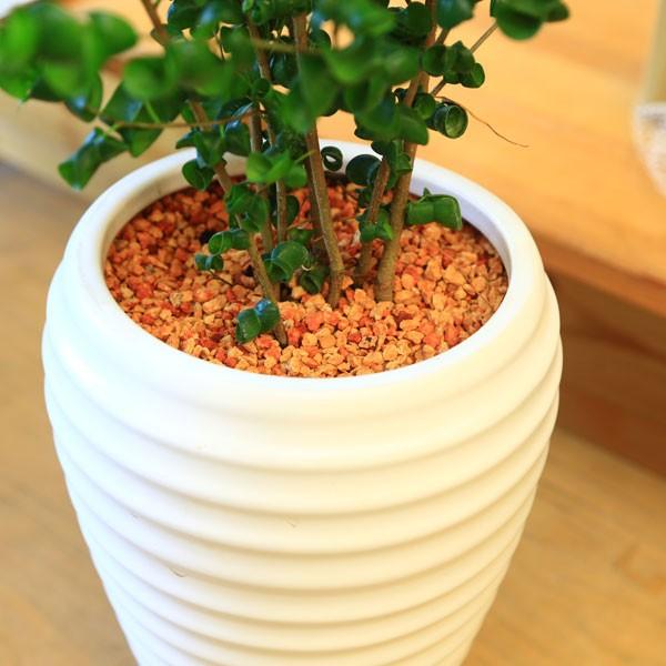 観葉植物 おしゃれ：フィカス ベンジャミン バロック*BB2陶器鉢(丸い