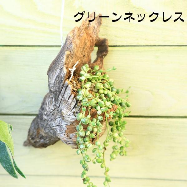観葉植物 おしゃれ：多肉植物 流木仕立て*リプサリス ビカクシダ