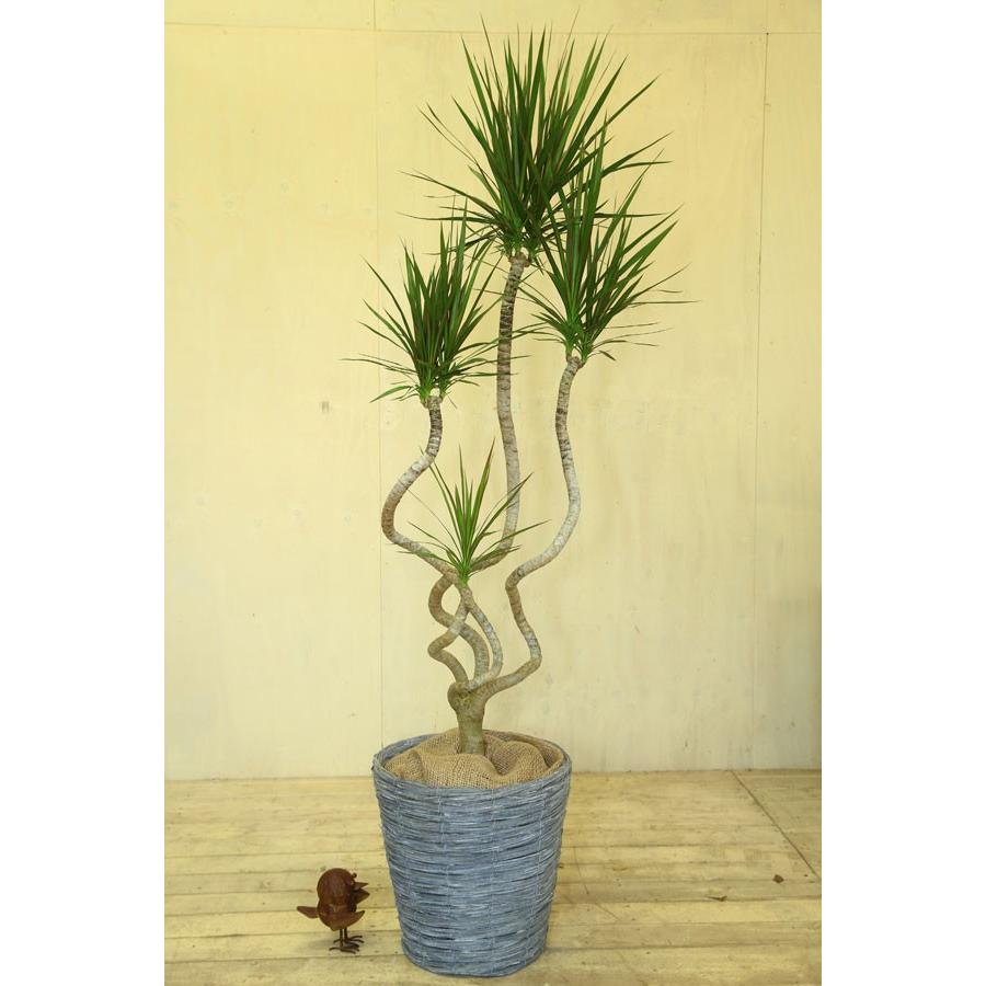観葉植物 おしゃれ ドラセナ コンシンネ 龍 天然素材カゴ バスケット 佐川発送 F3768 遊恵盆栽 Yahoo 店 通販 Yahoo ショッピング