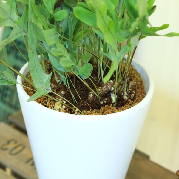 観葉植物 フレボディウム オーレウム ブルースター マット白陶器鉢 しだ F3776 遊恵盆栽 Yahoo 店 通販 Yahoo ショッピング
