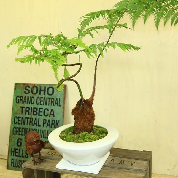 希少品種・観葉植物：ゴールデンモンキー（孫悟空）*タカワラビ(特大