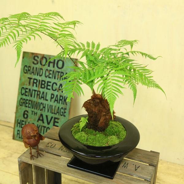 希少品種・観葉植物：ゴールデンモンキー（孫悟空）*タカワラビ(特大