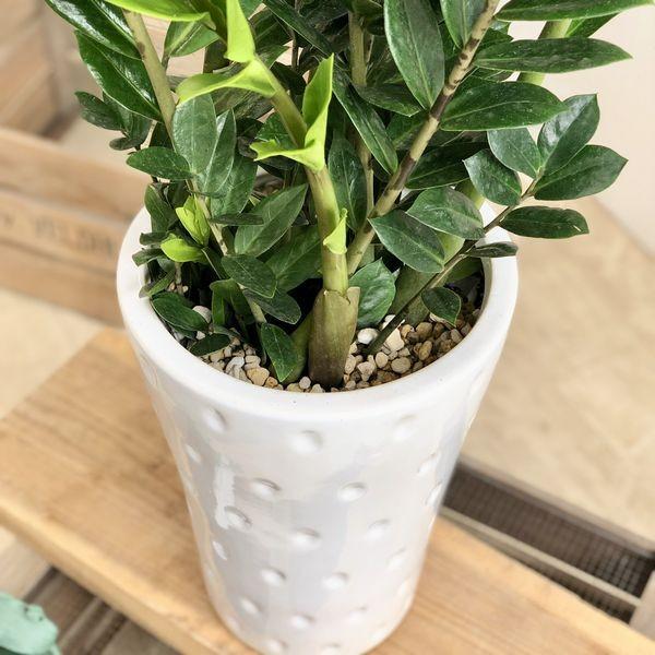 観葉植物 おしゃれ：ザミオクルカス “ザミフォーリア”（金銭樹）*陶器