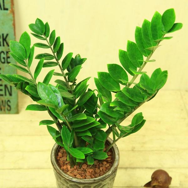観葉植物 おしゃれ：ザミオクルカス “ザミフォーリア”（金銭樹）*陶器