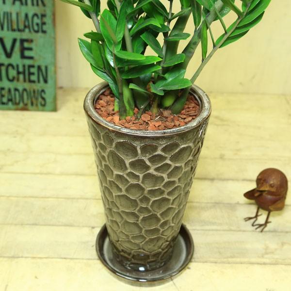 観葉植物 おしゃれ：ザミオクルカス “ザミフォーリア”（金銭樹）*陶器