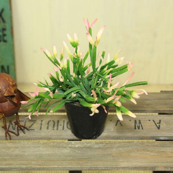 観葉植物 おしゃれ：リプサリスピンクサリー*プラ鉢 サボテン 多肉植物