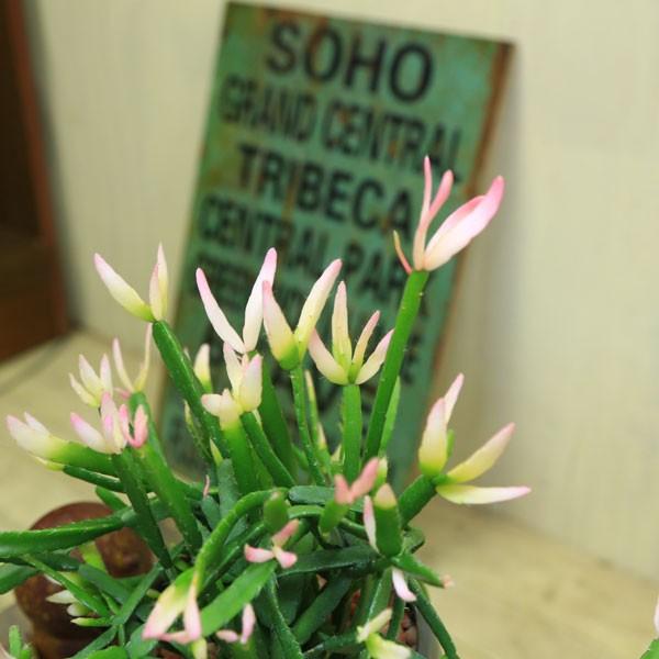 観葉植物 おしゃれ：リプサリスピンクサリー*プラ鉢 サボテン 多肉植物