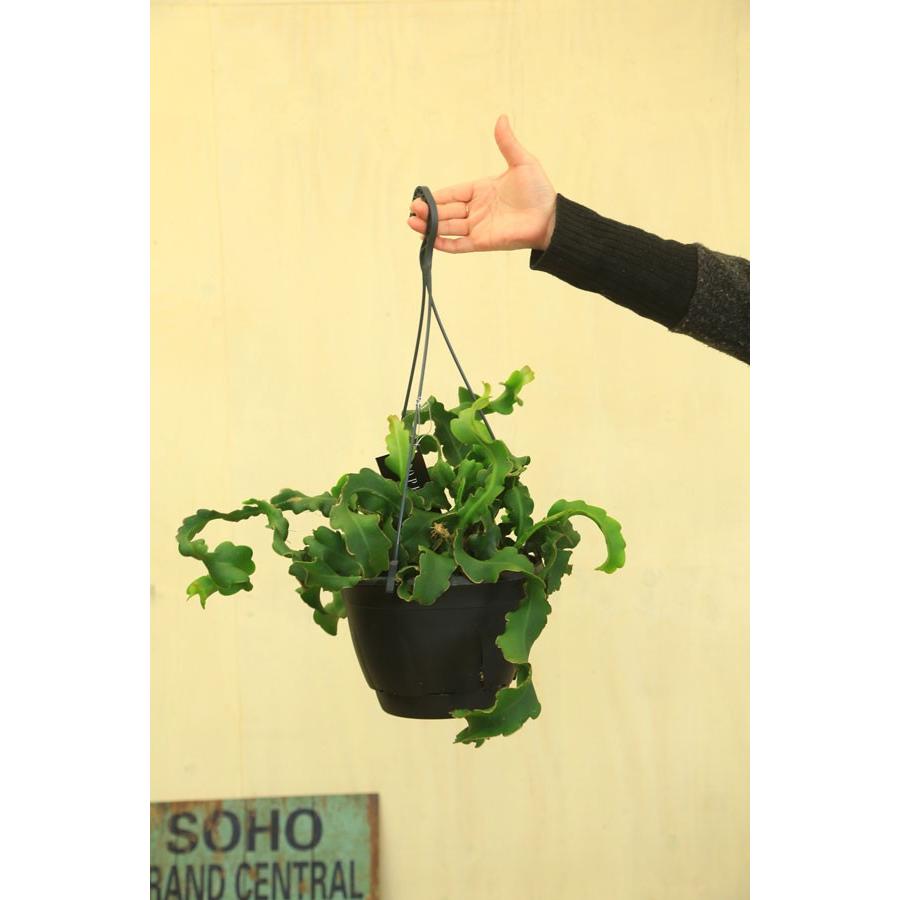 観葉植物 おしゃれ：エピフィラム グアテマレンシス*吊り鉢 : 遊恵盆栽