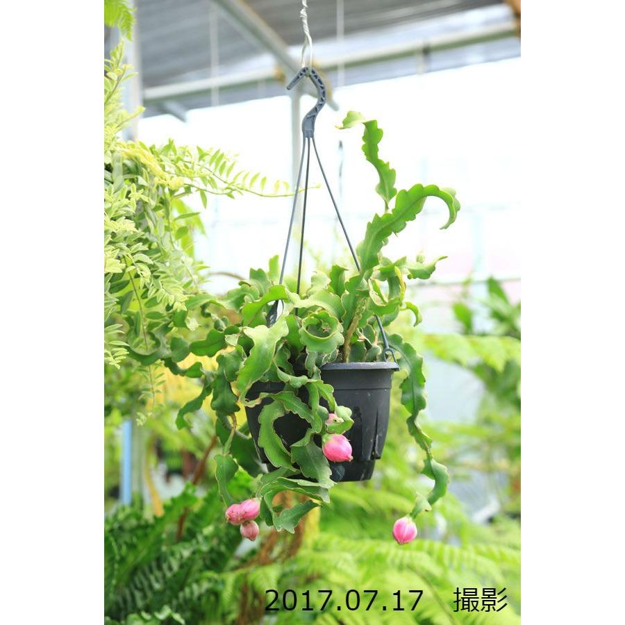観葉植物 おしゃれ エピフィラム グアテマレンシス 吊り鉢 F3853 遊恵盆栽 Yahoo 店 通販 Yahoo ショッピング