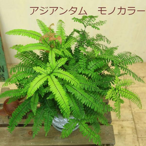 観葉植物 おしゃれ：アジアンタム モノカラー ペルピアナム