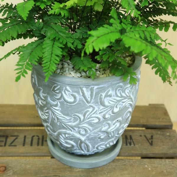 観葉植物 おしゃれ：アジアンタム モノカラー ペルピアナム