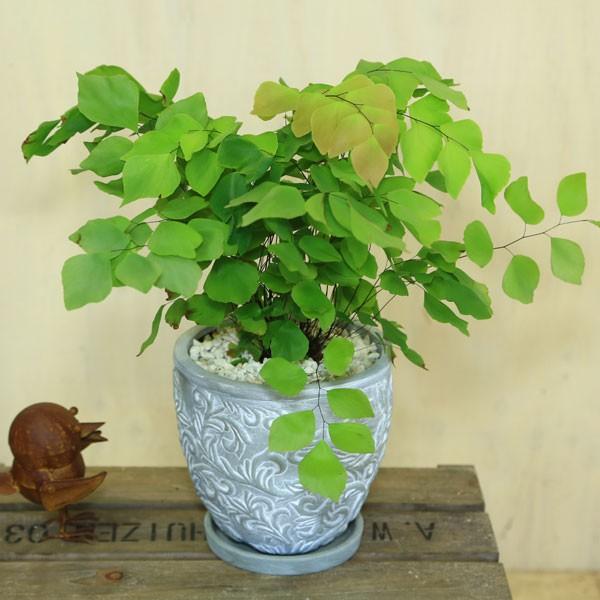 観葉植物 おしゃれ：アジアンタム モノカラー ペルピアナム