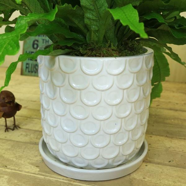 UROCO鉢限定一品物