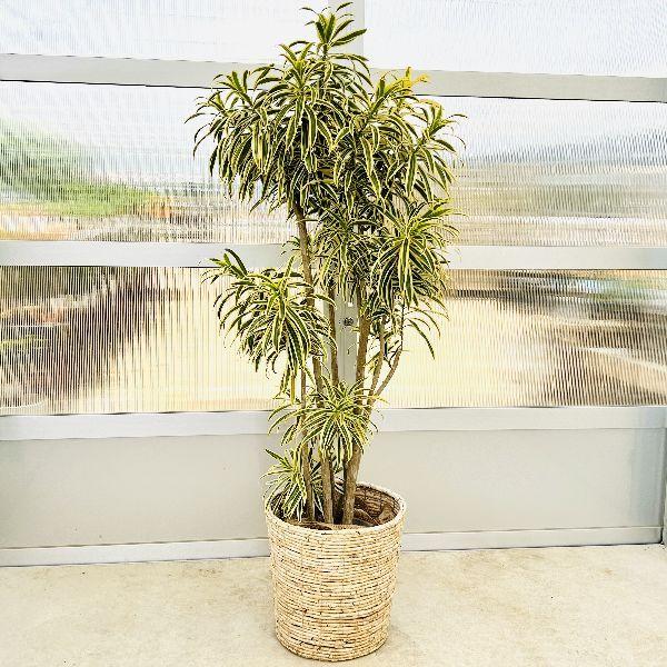 おしゃれ 観葉植物：ドラセナ ソングオブインディア*受皿付 大型佐川  