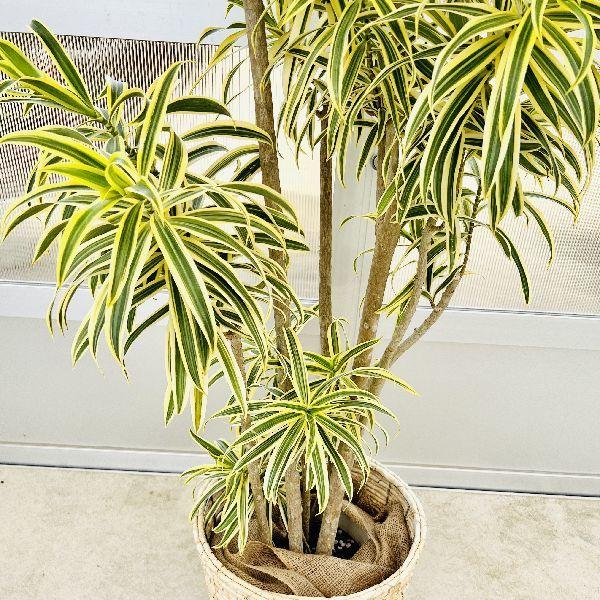 観葉植物 ドラセナ 人工観葉植物 大型 本物そっくり ドラセナ 4枝 高さ160cm フェイク