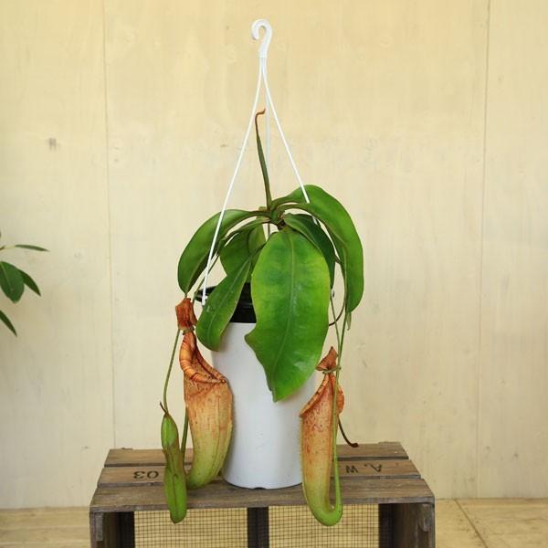食虫植物：ウツボカズラ ネペンテス ダイエリアナ*Sサイズ5号 吊り鉢