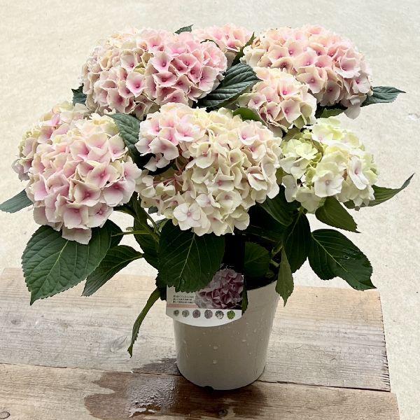 990円 往復送料無料 庭木 植木苗 紫陽花 コットンキャンディー あじさい アジサイ