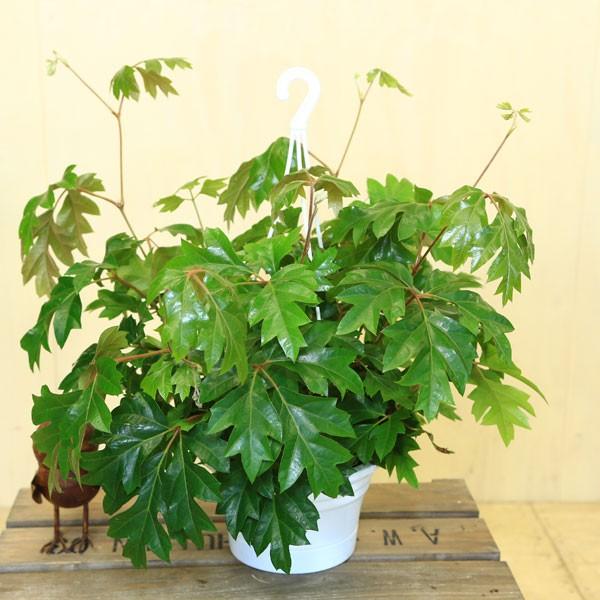 観葉植物 おしゃれ：シッサス・エレンダニカ*吊り鉢 : 遊恵盆栽 Yahoo