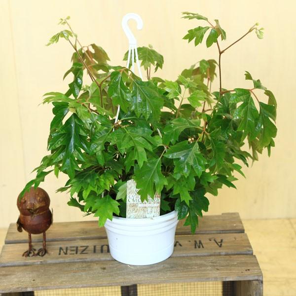 観葉植物 おしゃれ：シッサス・エレンダニカ*吊り鉢 : 遊恵盆栽 Yahoo