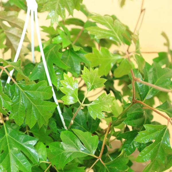 観葉植物 おしゃれ：シッサス・エレンダニカ*吊り鉢 : 遊恵盆栽 Yahoo