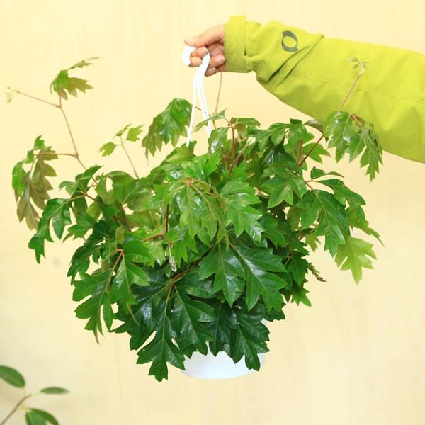 観葉植物 おしゃれ：シッサス・エレンダニカ*吊り鉢 : 遊恵盆栽 Yahoo