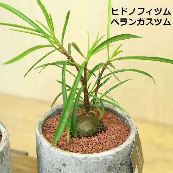 アリ植物 観葉植物 おしゃれ：ミルメコディア・ヒドノフィツム*選べ