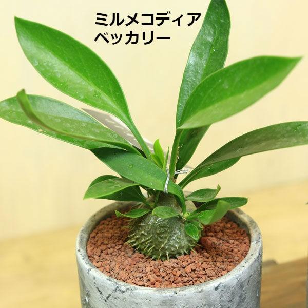 アリ植物 観葉植物 おしゃれ：ミルメコディア・ヒドノフィツム*選べ