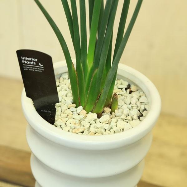 観葉植物 おしゃれ：ストレリチア “ユンケア”*ノンリーフ・ノーリーフ