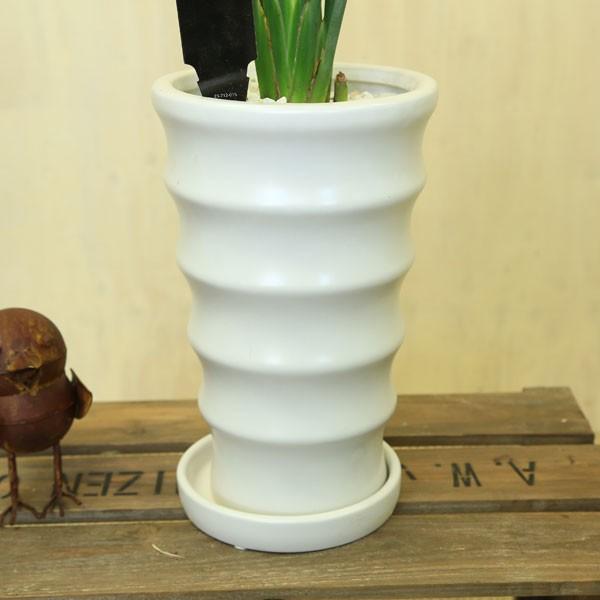 観葉植物 おしゃれ：ストレリチア “ユンケア”*ノンリーフ・ノーリーフ