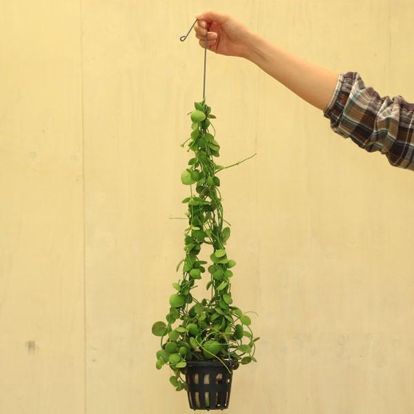 観葉植物 おしゃれ：ディスキディア ナムコック* : 遊恵盆栽 Yahoo!店 