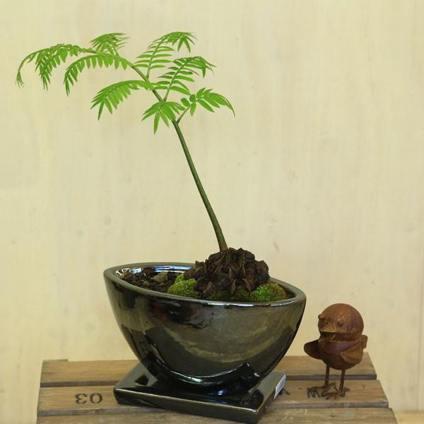 観葉植物 おしゃれ シダ植物：リュウビンタイ*マルヨカメタル 苔付き