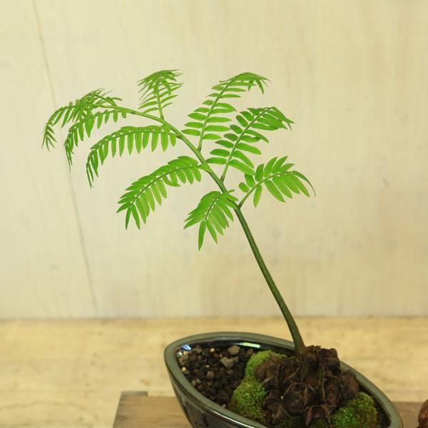 観葉植物 おしゃれ シダ植物:リュウビンタイ*マルヨカメタル 苔 観葉植物 おしゃれ シダ植物:リュウビンタイ*マルヨカメタル 苔