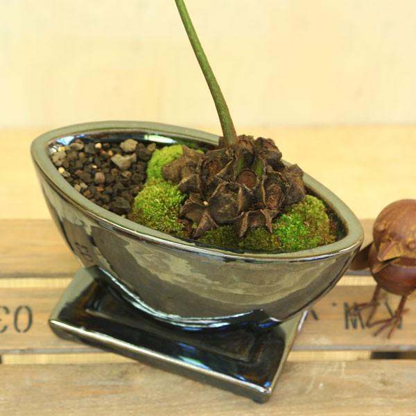 観葉植物 おしゃれ シダ植物:リュウビンタイ*マルヨカメタル 苔 観葉植物 おしゃれ シダ植物:リュウビンタイ*マルヨカメタル 苔