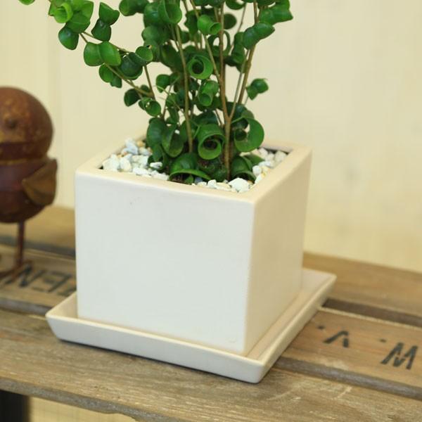 ⃛SNM◡̈*♡　フィカス　ベンジャミンバロック　陶器鉢　植え込み発送 観葉植物 おしゃれ：フィカス ベンジャミン バロック*キューブ陶器鉢