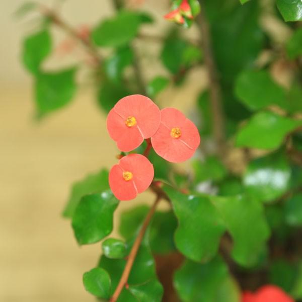 観葉植物 おしゃれ 鉢花：ユーフォルビア トゲナシハナキリン*(棘無し