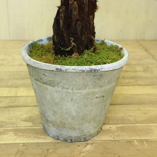 観葉植物 おしゃれ ディクソニア ヒカゲヘゴ ヘゴシダ モスポット ハイゴケ 大型ヤマト便配送 F3943 遊恵盆栽 Yahoo 店 通販 Yahoo ショッピング