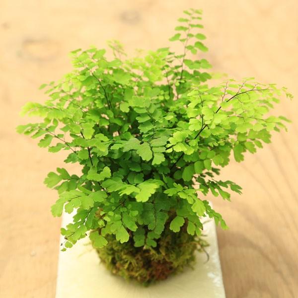 観葉植物 おしゃれ アジアンタム苔玉 白角受け皿 F3944 遊恵盆栽 Yahoo 店 通販 Yahoo ショッピング