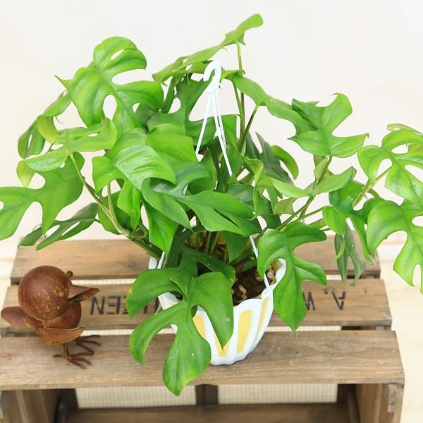 観葉植物 おしゃれ：ヒメモンステラ*5号 吊り鉢 : 遊恵盆栽 Yahoo!店