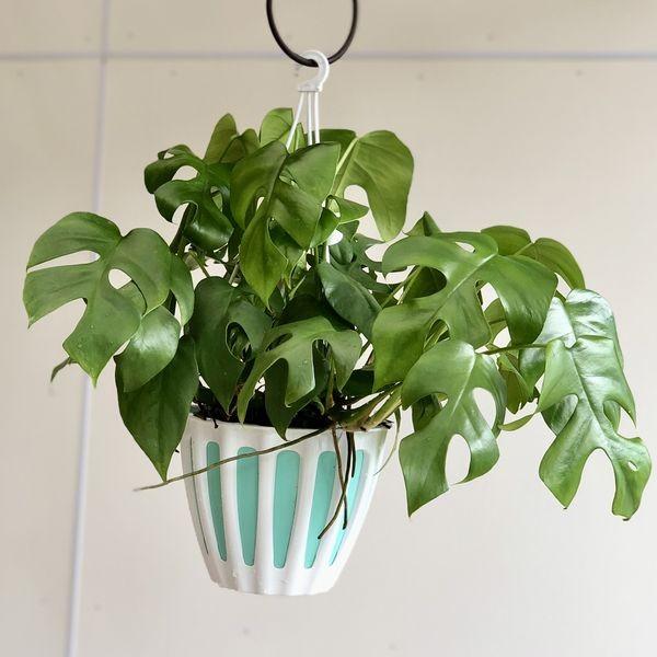 観葉植物 おしゃれ：ヒメモンステラ*5号 吊り鉢 : 遊恵盆栽 Yahoo!店