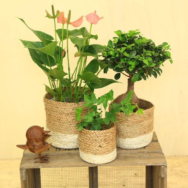 雑貨 鉢カバー：ジュートプランツカバー*3サイズセット お色選べます