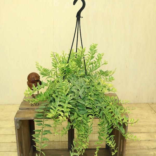 観葉植物　おしゃれ：エスキナンサス　ボレロ ビコローレ*吊り鉢｜y-bonsai