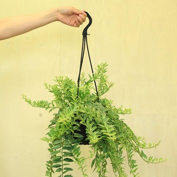 観葉植物　おしゃれ：エスキナンサス　ボレロ ビコローレ*吊り鉢｜y-bonsai｜04