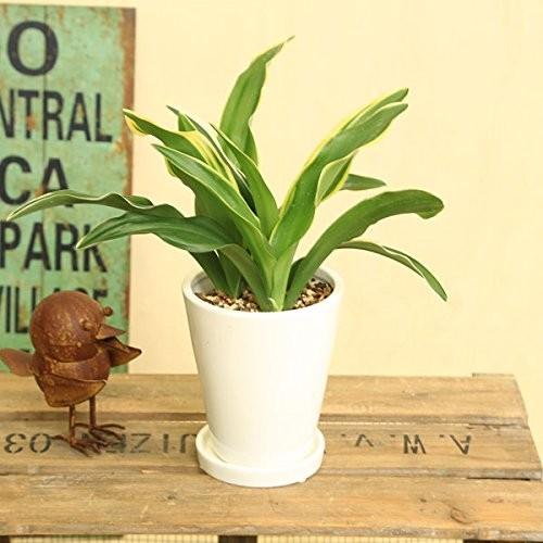 観葉植物 おしゃれ：オモト 万年青*4号 白陶器鉢 受皿付 Mse : 遊恵