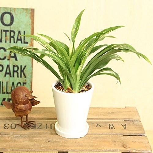 観葉植物 おしゃれ：オモト 万年青*4号 白陶器鉢 受皿付 Mse : 遊恵
