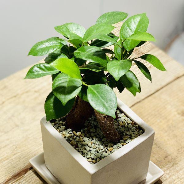 がじゅまる 観葉植物 おしゃれ：ガジュマル*キューブ陶器鉢 受け皿付