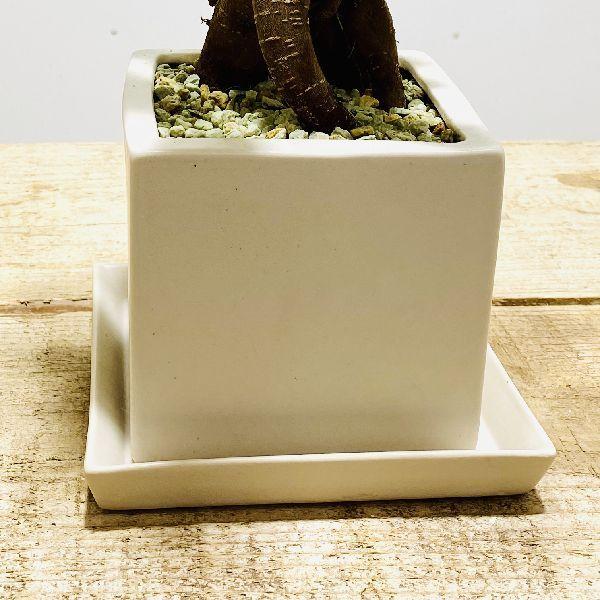 がじゅまる 観葉植物 おしゃれ：ガジュマル*キューブ陶器鉢 受け皿付