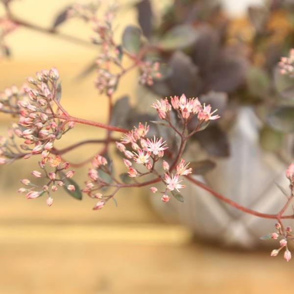 山野草 観葉植物 多肉植物：カラス葉ミセバヤ*紫つぼ型陶器鉢S 受皿付