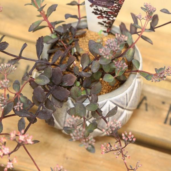 山野草 観葉植物 多肉植物：カラス葉ミセバヤ*紫つぼ型陶器鉢S 受皿付