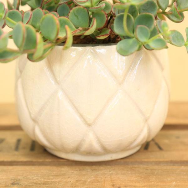 盆栽鉢美品ミニ盆栽鉢美豊光山他、緑長方鉢多肉植物サボテン山野草、名品展出品記念鉢 盆栽鉢美品ミニ盆栽鉢美豊光山他、緑長方鉢多肉